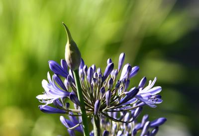 IMG_1831c.jpg