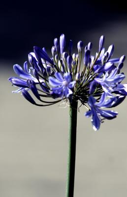 IMG_1833c.jpg
