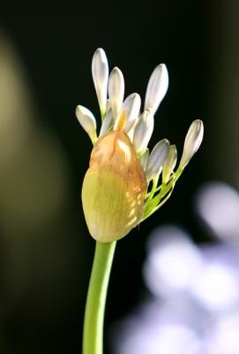 IMG_1857c.jpg