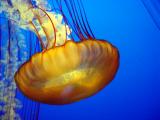 Sea Nettle