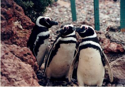 3 penguins puerto madryn argentina