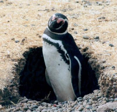 one penguin puerto madryn argentina