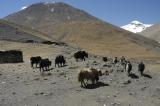 yaks 16000 feet