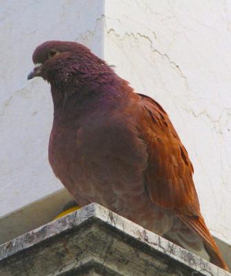 pigeon roux