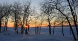 coucher de soleil à travers les arbres