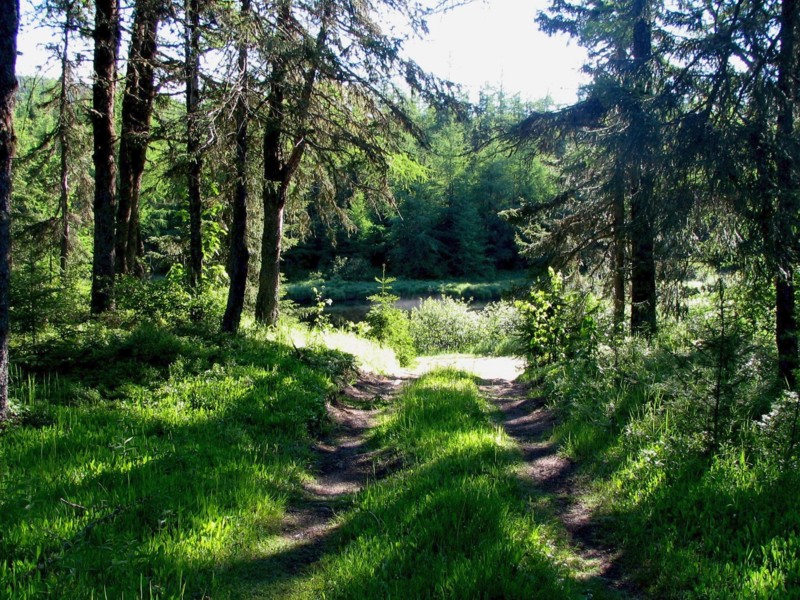 arrivée forestière