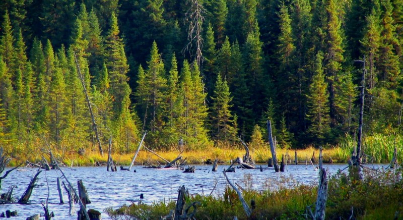 les sapins et l'eau