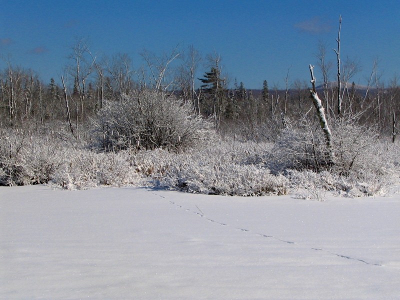 bord du marais en hiver