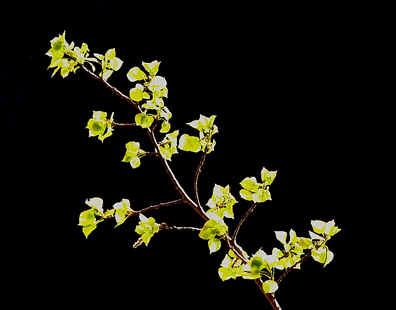 les bourgeons