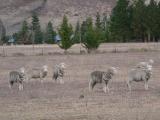 What are you looking at? EAT GRASS!!!