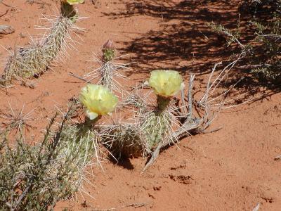Prickly Pears in Bloom
