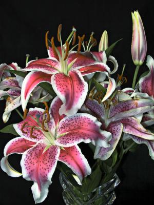 u27/a3guy/medium/15825914.EasterLilly1.jpg