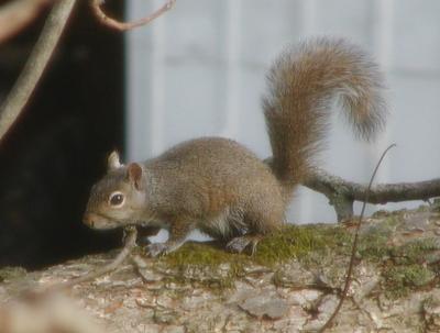 Brave Little Squirrel