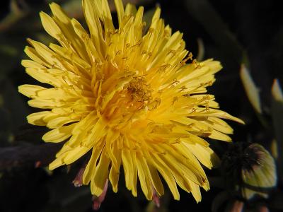 Lawn Flower ;-)