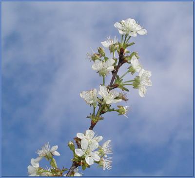 Cherry Blossoms~Illinois