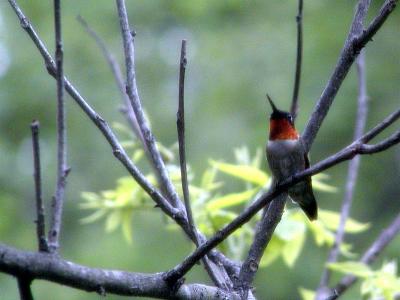 Birds