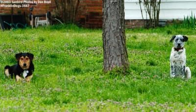 Esther Criswell's Neighbor's Dogs #3667