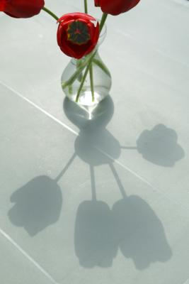 Shadow
