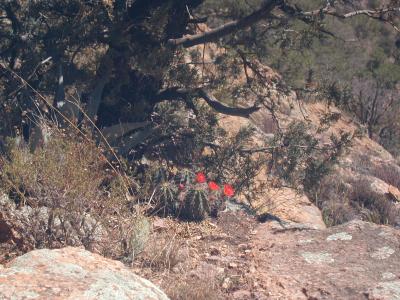 claret cup cactus