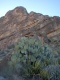 prickly-pear cactus