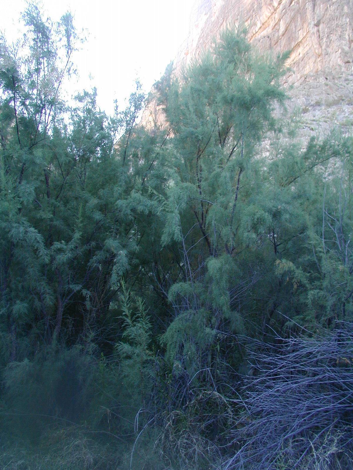 tamarisk