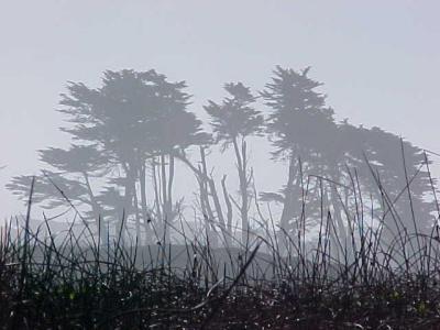 misty morning