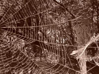 spider trail