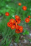 indian paint brush