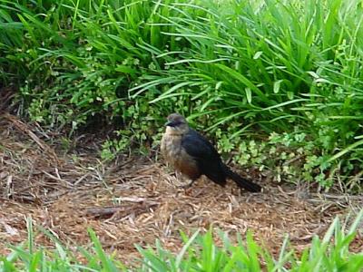 PurpleMartin.jpg