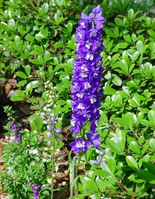Delphinium.jpg