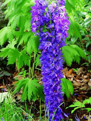 BrokenDelphinium.jpg
