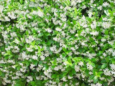 ConfederateJasmine.jpg