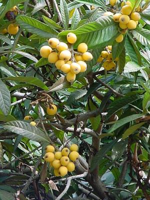 JapanesePlums.jpg