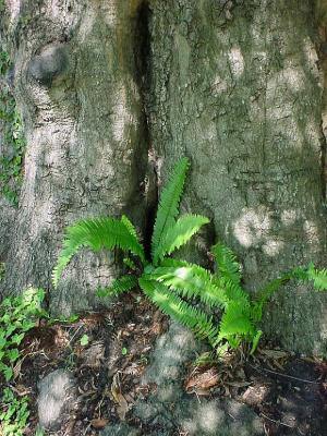 TreeFern.jpg