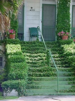 OvergrownSteps.jpg