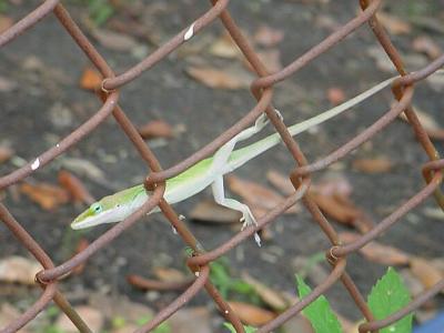LizardFence.jpg
