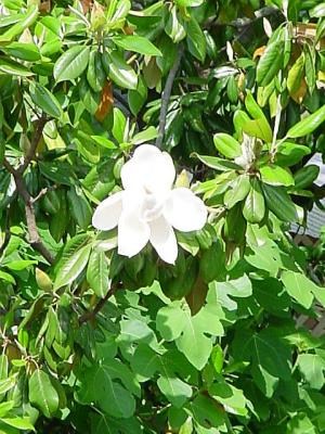 Magnolia.jpg