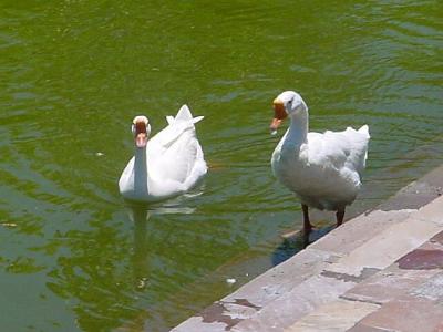 2Geese.jpg
