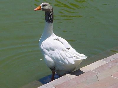 Goose.jpg