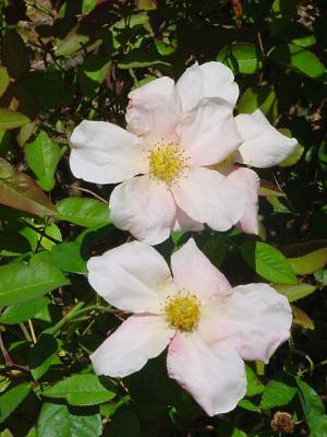 Dogwood.jpg