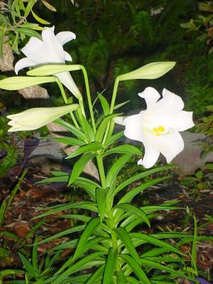 Lilys.jpg