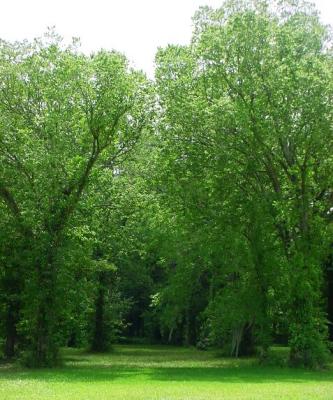 ForestEntrance.jpg