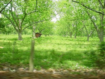 GreenPastures.jpg