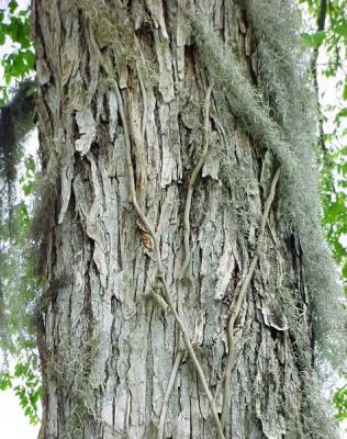 MossyBark.jpg