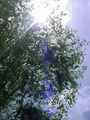 SunnyTree.jpg
