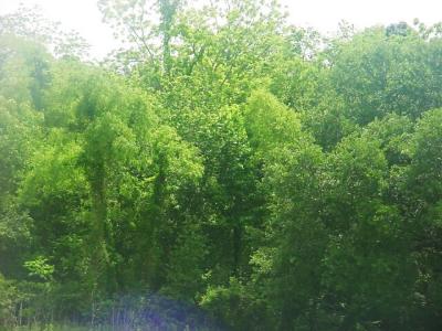 SwampTrees.jpg