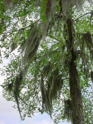UnderAMossyTree.jpg