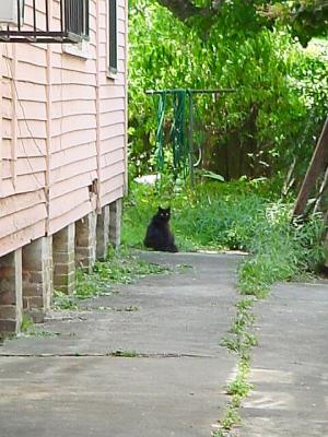 SpookyCat.jpg