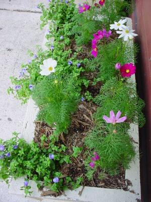 FlowerBox.jpg