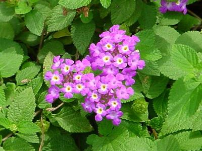 MauveFlowers.jpg